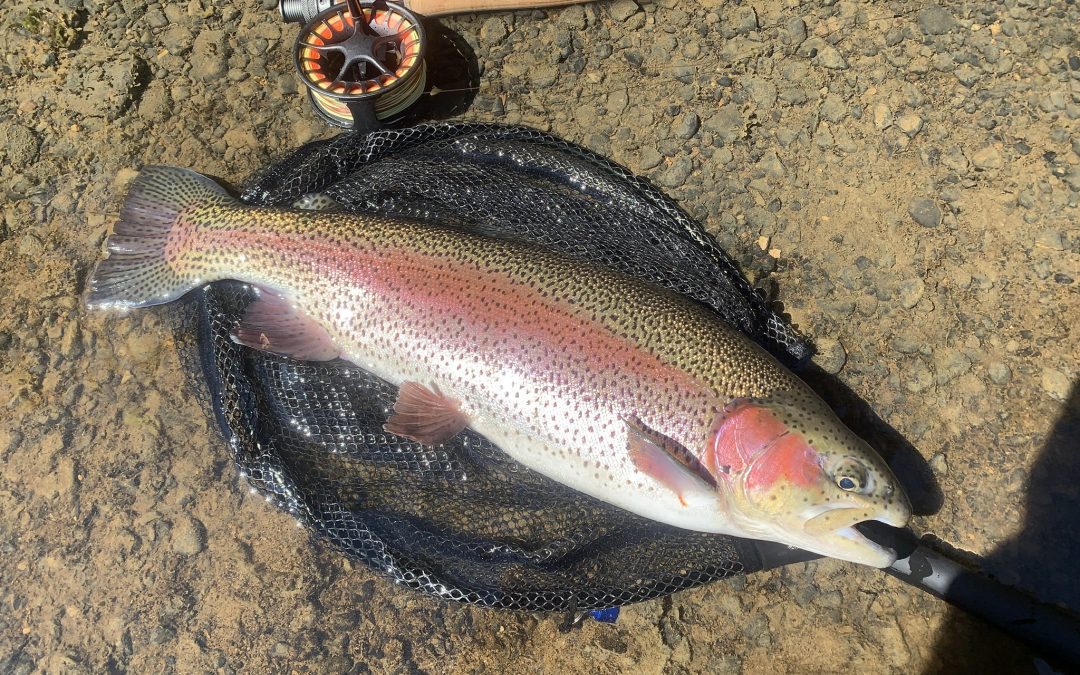 Tagged Trout in Elk County