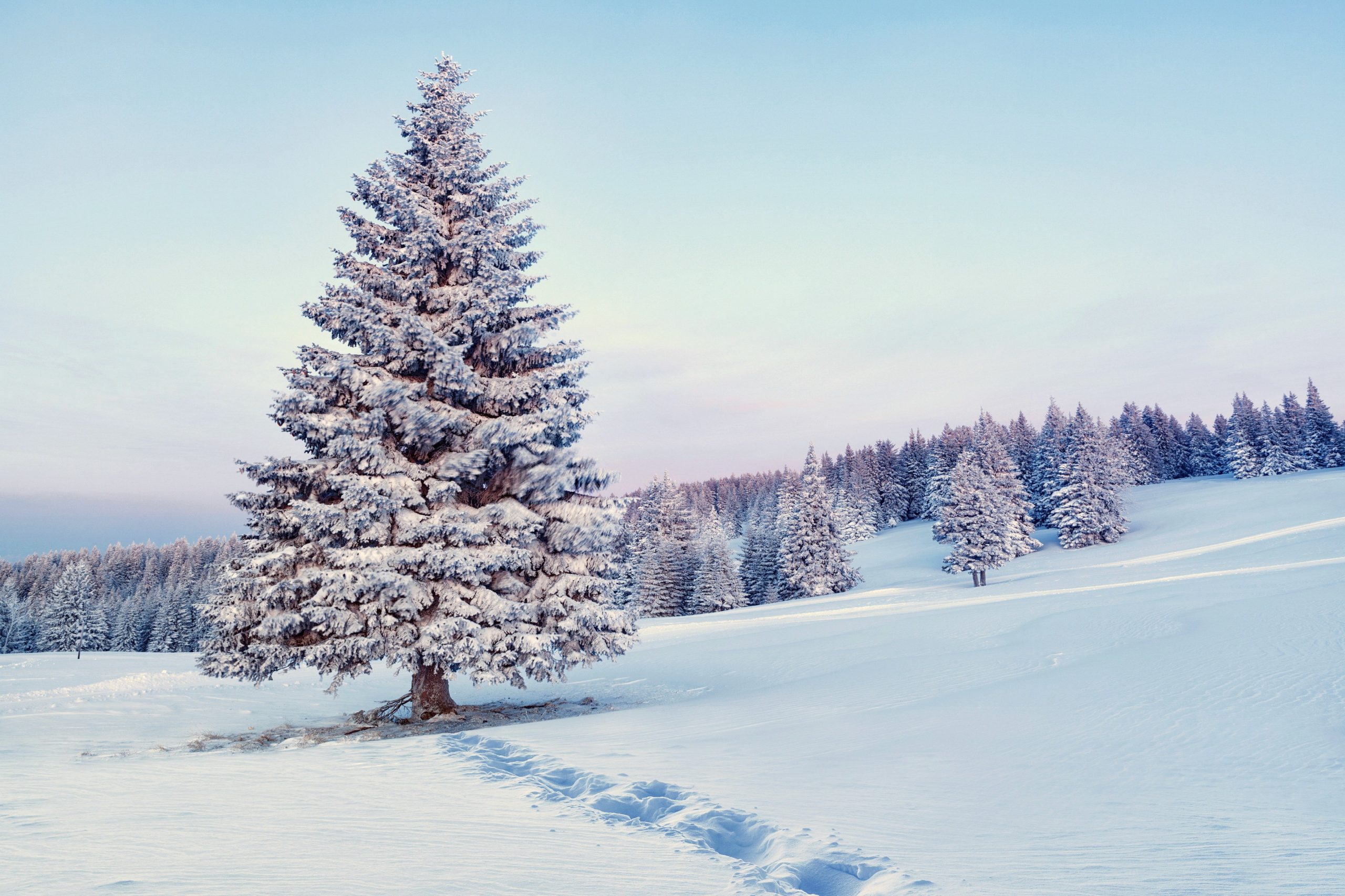 Winter Tree Identification | Visit PA Great Outdoors