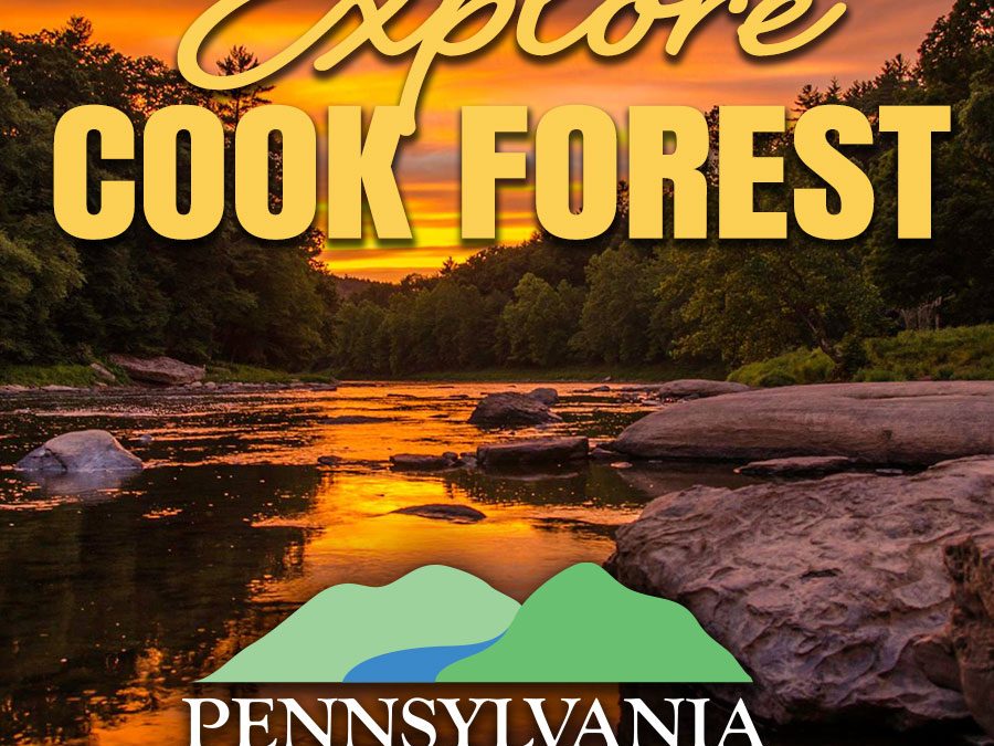 10 THINGS FOR FIRST TIME VISITORS TO COOK FOREST