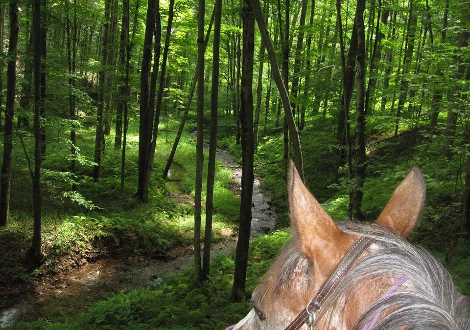 Spring Creek Horse Trail