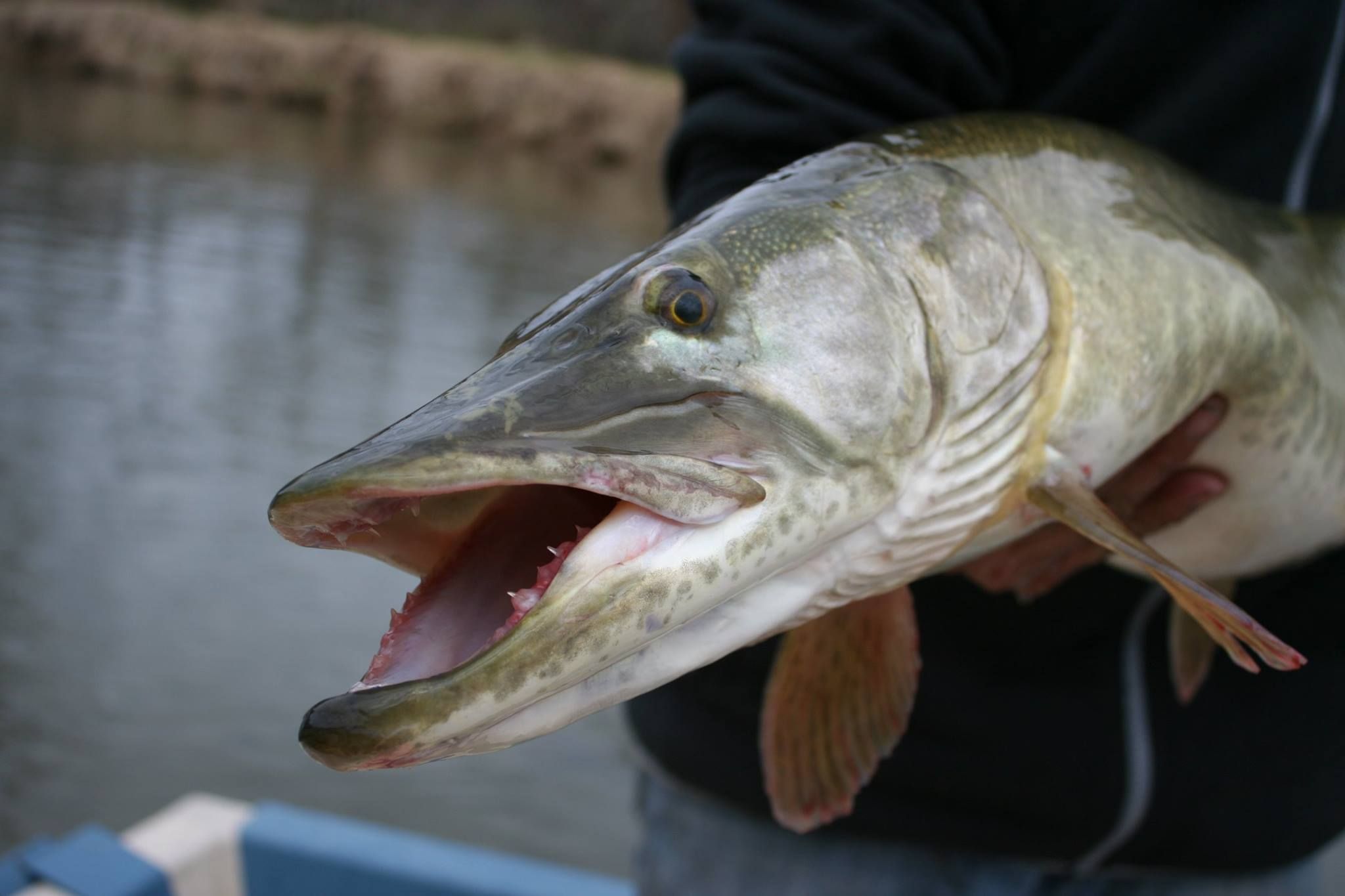 Pike and predator fishing Arkiver - Fishspot