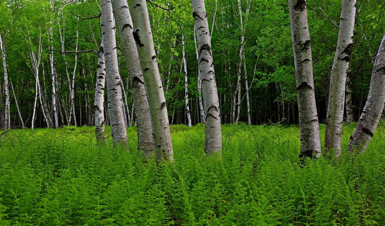 Marion Brooks Natural Area | Visit PA Great Outdoors