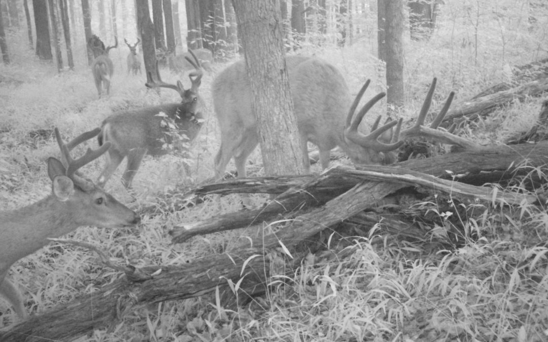 Hunting Season Approaches in the Pennsylvania Great Outdoors
