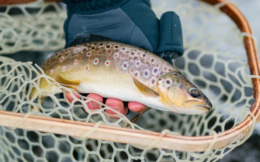 Top 25 Places to Fly Fish in Pennsylvania - And What Flies to Use