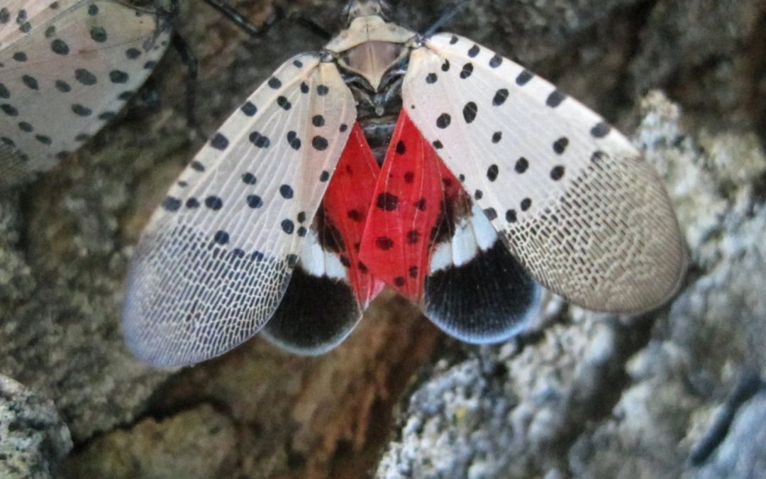 Spotted Lanternfly with the Elk County Conservation District
